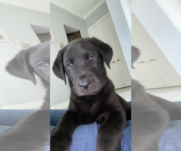 Medium Photo #3 Labrador Retriever Puppy For Sale in DADE CITY, FL, USA