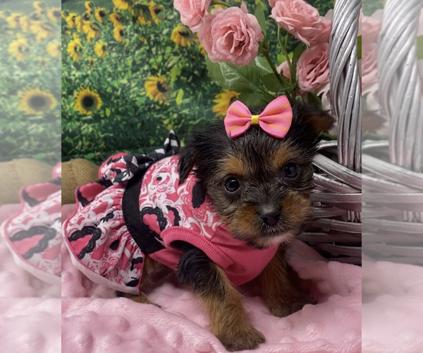 Medium Photo #7 Shorkie Tzu Puppy For Sale in SELLERSBURG, IN, USA