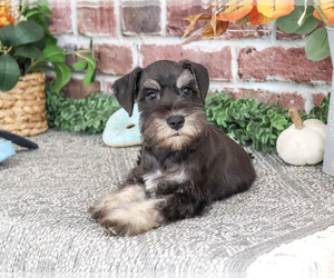 Schnauzer (Miniature) Puppy for sale in SYRACUSE, IN, USA