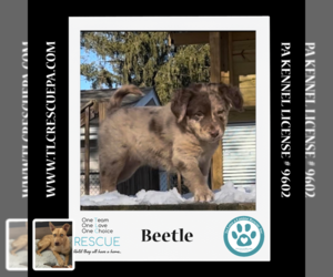Labrador Retriever-Unknown Mix Dogs for adoption in Kimberton, PA, USA