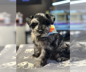 Schnauzer (Miniature) Litter for sale in PORT LAVACA, TX, USA