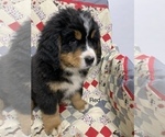 Puppy 1 Bernese Mountain Dog