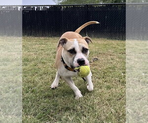 Edwin - Male Mutt Dog for Adoption - Photo #4