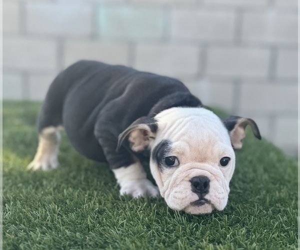 Medium Photo #2 English Bulldog Puppy For Sale in PHOENIX, AZ, USA