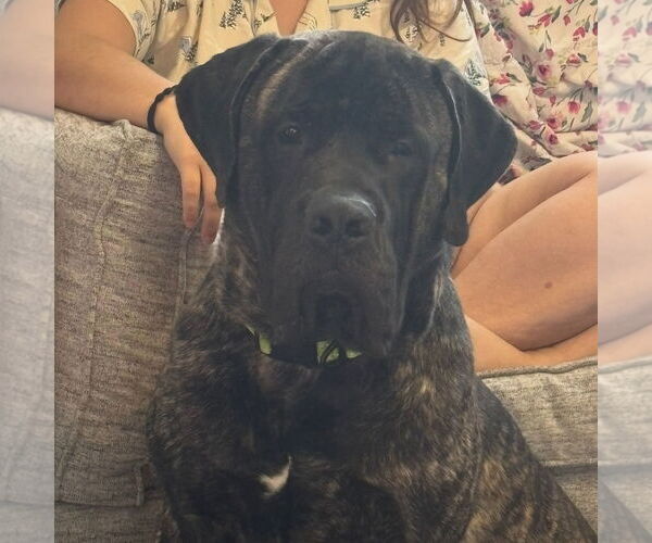 Medium Photo #1 Mastiff Puppy For Sale in Edmond, OK, USA