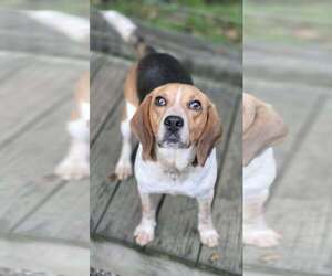 Beagle Dogs for adoption in Woodsfield, OH, USA