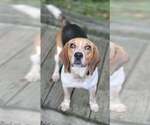 Small Beagle