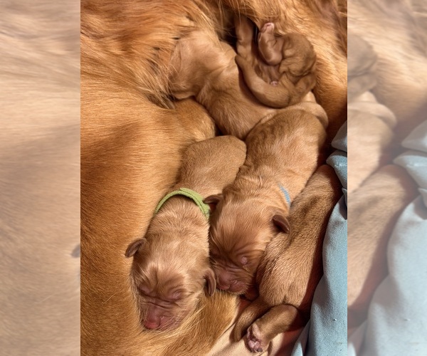 Medium Photo #7 Golden Retriever Puppy For Sale in WOODSTOCK, CT, USA