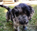 Small #2 Doodle-Goldendoodle Mix