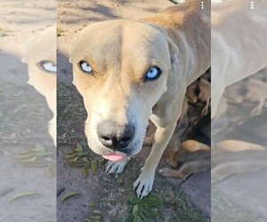 Siberian Husky-Unknown Mix Dogs for adoption in San Angelo, TX, USA