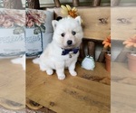Small #3 Pomsky