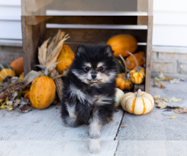 Medium Photo #2 Pomeranian Puppy For Sale in NAPPANEE, IN, USA