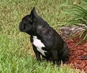Mother of the French Bulldog puppies born on 04/08/2022
