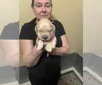 Small #2 Golden Retriever