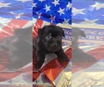 Small Photo #4 Yorkshire Terrier Puppy For Sale in AKRON, OH, USA