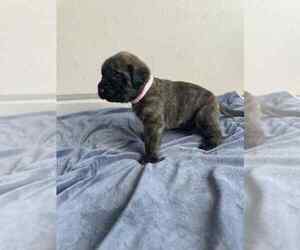 Medium Mastiff