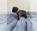 Puppy Pink Mastiff