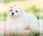 Small Photo #107 Maltipoo (Miniature) Puppy For Sale in WARSAW, IN, USA