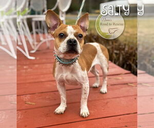 Frenchie Pug Dogs for adoption in Benton, LA, USA