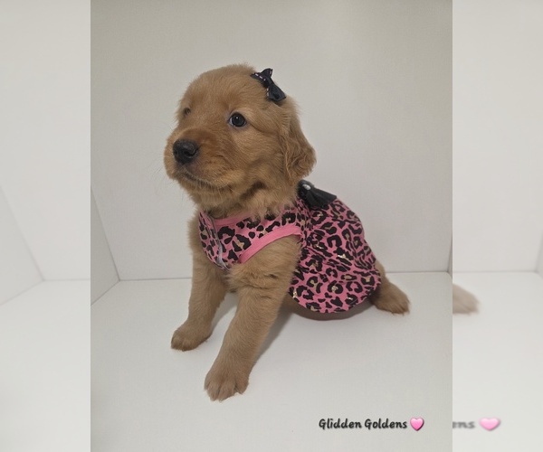 Medium Photo #2 Golden Retriever Puppy For Sale in GOODYEAR, AZ, USA