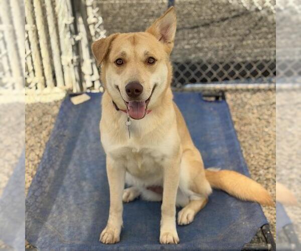 Medium Photo #3 Labrador Retriever-Unknown Mix Puppy For Sale in San Diego, CA, USA
