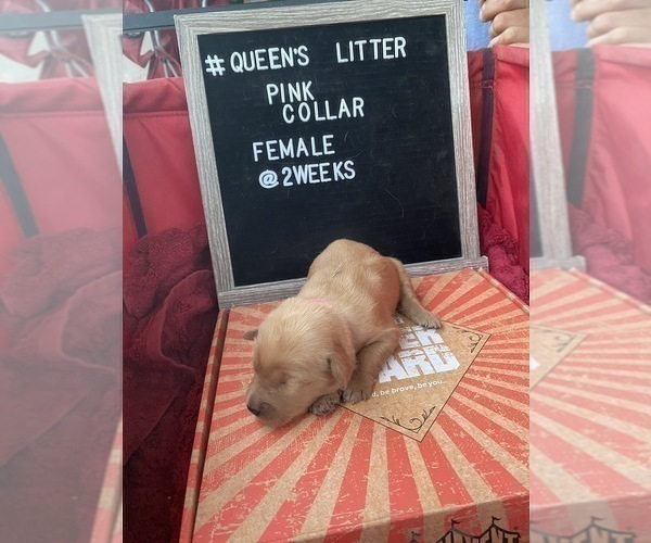 Full screen Photo #3 Golden Retriever Puppy For Sale in ONTARIO, CA, USA