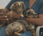 Small #4 Miniature Australian Shepherd