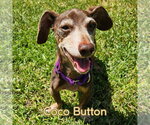 Small #3 Dachshund