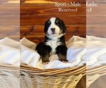 Small Photo #1 Bernese Mountain Dog Puppy For Sale in JONESBORO, AR, USA