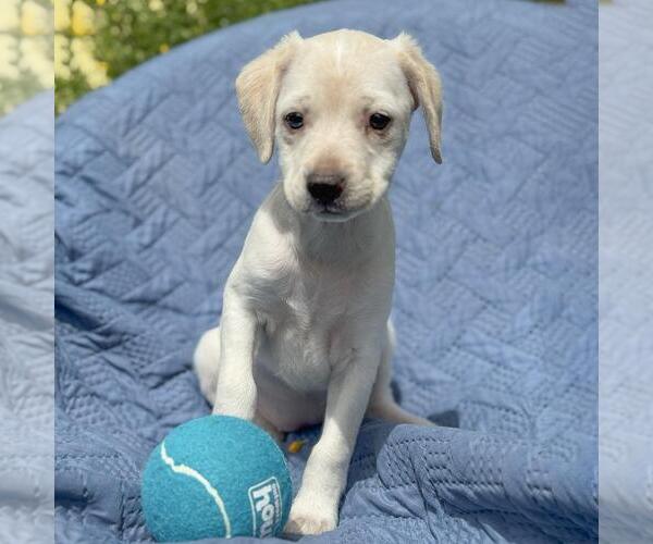 Medium Photo #2 Colonial Cocker Spaniel-Unknown Mix Puppy For Sale in San Diego, CA, USA