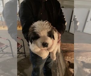 Saint Bernard Puppy for sale in WHITEHALL, WI, USA