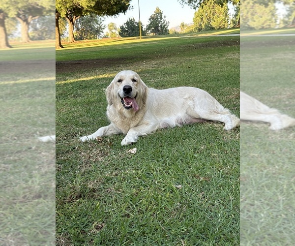 Medium Photo #10 English Cream Golden Retriever Puppy For Sale in MORENO VALLEY, CA, USA