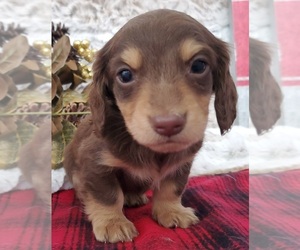 Dachshund Puppy for sale in VANZANT, MO, USA
