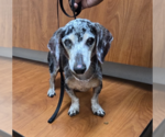 Small Dachshund