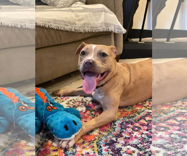 Medium Photo #28 American Pit Bull Terrier-Labrador Retriever Mix Puppy For Sale in Derwood, MD, USA