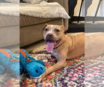 Small #27 American Pit Bull Terrier-Labrador Retriever Mix