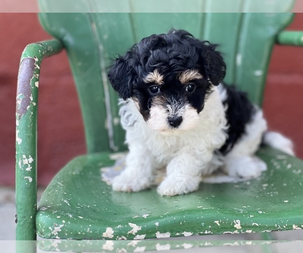 Medium Photo #3 Havapoo Puppy For Sale in DUNDEE, OH, USA