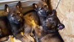 Small Photo #1 German Shepherd Dog Puppy For Sale in SPOKANE, WA, USA