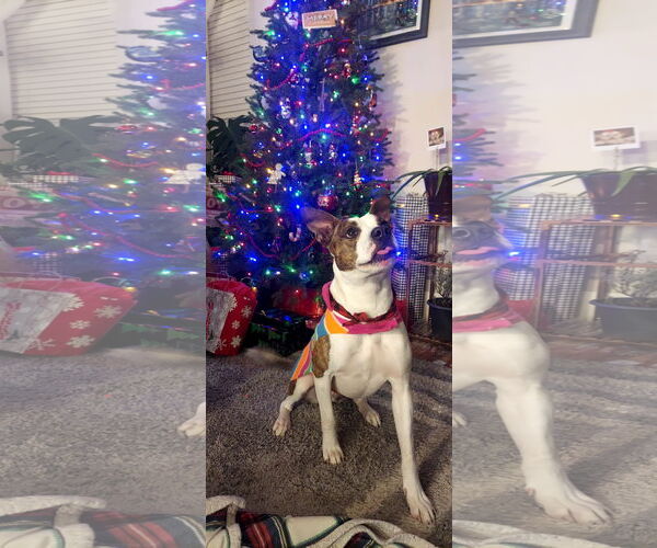 Medium Photo #1 American Pit Bull Terrier-Unknown Mix Puppy For Sale in Oakhurst, NJ, USA