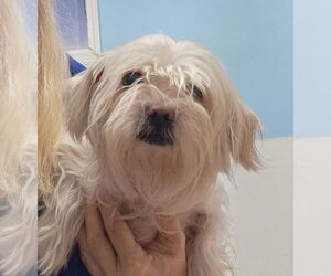 Maltese-Unknown Mix Dogs for adoption in Oakland Park, FL, USA