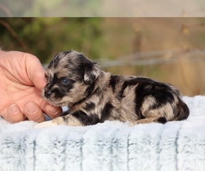 Poodle (Toy)-YorkiePoo Mix Puppy for sale in DYERSBURG, TN, USA