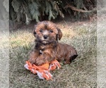 Small #4 Shorkie Tzu