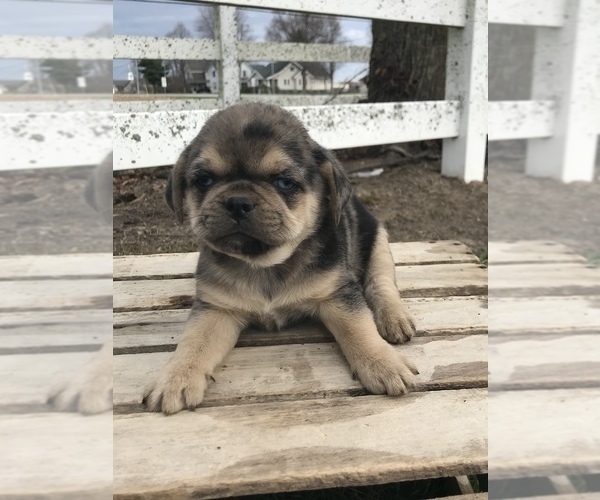 Medium Photo #2 Puggle Puppy For Sale in GOSHEN, IN, USA