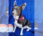 Small #1 Rat Terrier Mix
