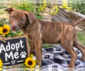 BEAR - Male Labrador Retriever Dog for Adoption - Photo #2