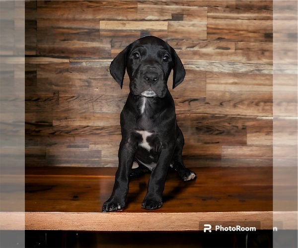 Medium Photo #3 Great Dane Puppy For Sale in WINSTON-SALEM, NC, USA