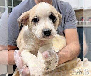 Dachshund-Unknown Mix Dogs for adoption in Washington, DC, USA