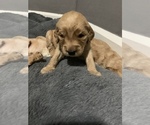 Puppy 4 Cock-A-Poo-Goldendoodle Mix
