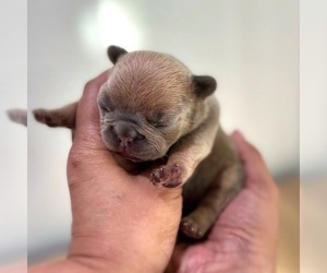 French Bulldog Puppy for sale in OJAI, CA, USA