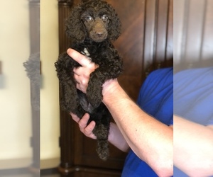 Poodle (Standard) Puppy for sale in IRONTON, OH, USA
